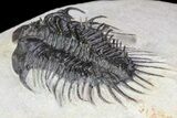 Bargain, Comura Trilobite - Composite Spines #74163-5